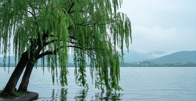 West Lake willows_West Lake willows_West Lake willows
