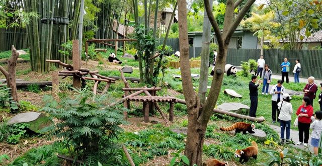 Chengdu Panda Base_Chengdu Panda Base_Chengdu Panda Base