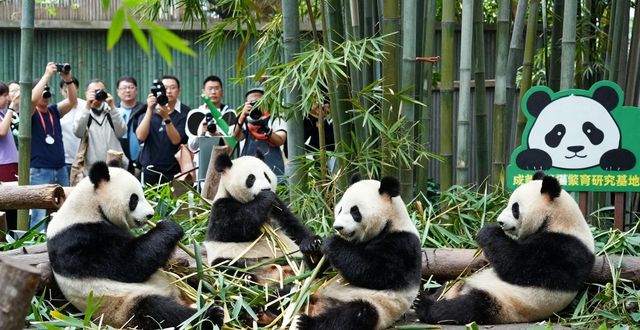 Chengdu Panda Base_Chengdu Panda Base_Chengdu Panda Base