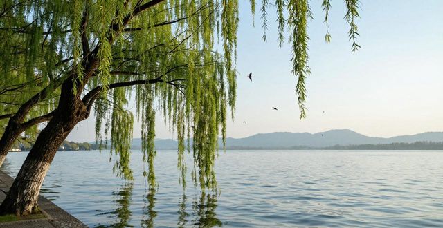 West Lake willows_West Lake willows_West Lake willows