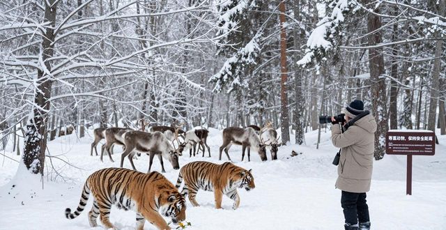 Harbin winter wildlife view_Harbin winter wildlife view_Harbin winter wildlife view