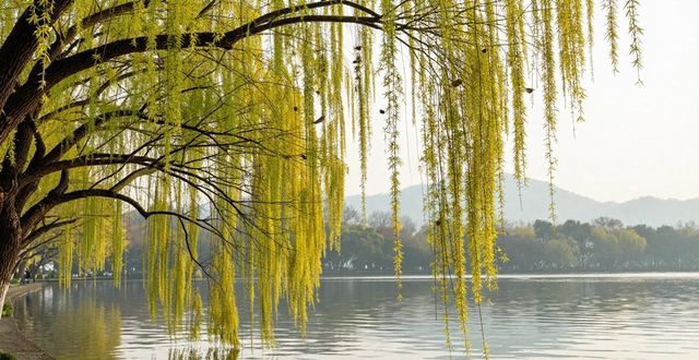 West Lake willows_West Lake willows_West Lake willows