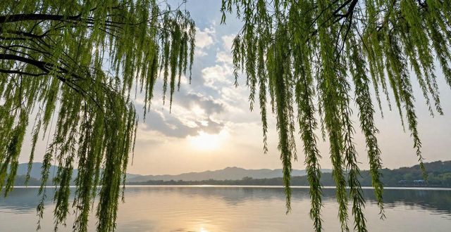 West Lake willows_West Lake willows_West Lake willows