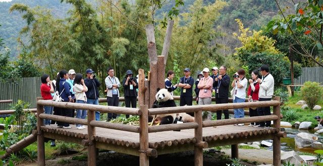 Panda viewing in China_Panda viewing in China_Panda viewing in China