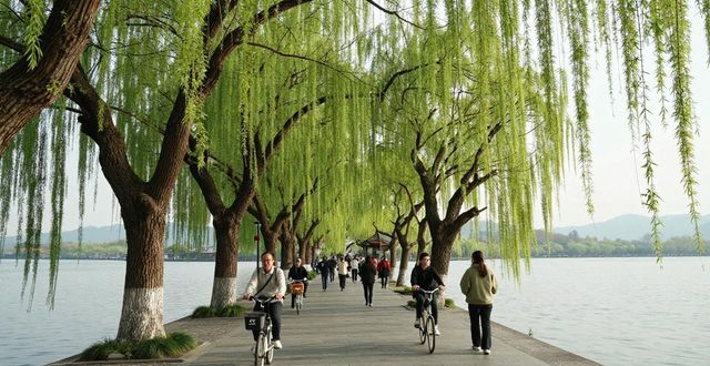 West Lake willows_West Lake willows_West Lake willows