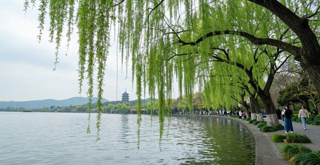 West Lake willows_West Lake willows_West Lake willows