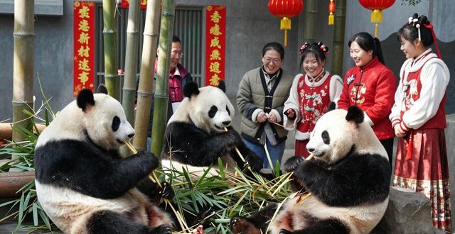 Chinese New Year and pandas_Chinese New Year and pandas_Chinese New Year and pandas