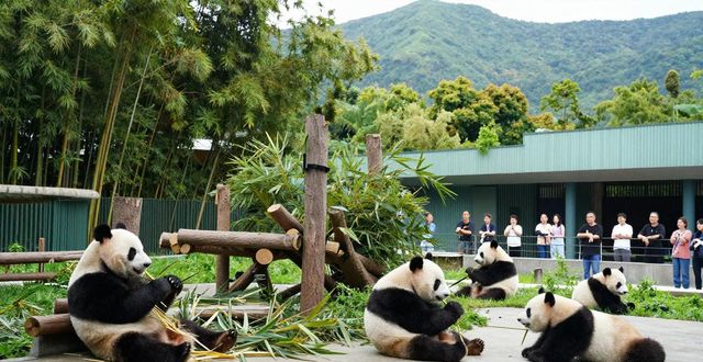Panda conservation_Panda conservation_Panda conservation
