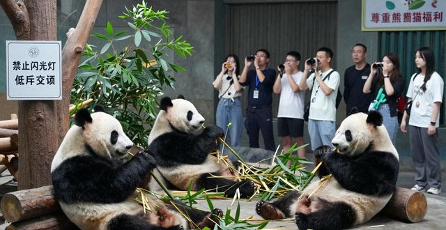 Panda viewing in China_Panda viewing in China_Panda viewing in China