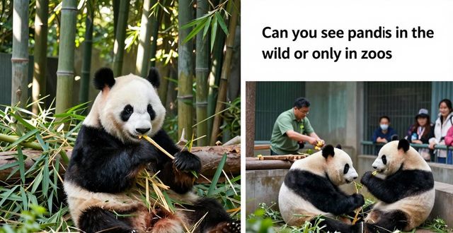 Chinapanda是啥_chinapanda游戏网_Panda China
