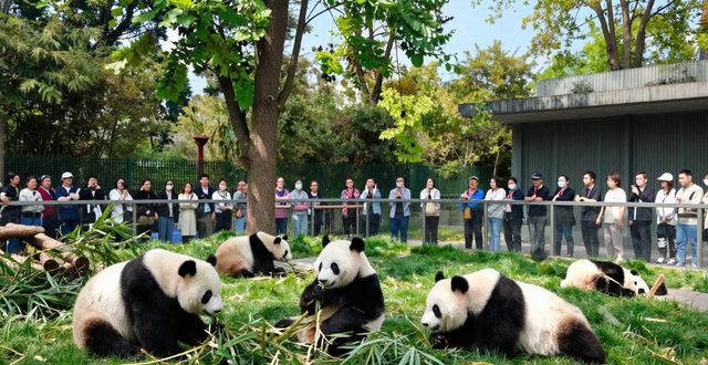 Panda China_Chinapanda是啥_chinapanda游戏网