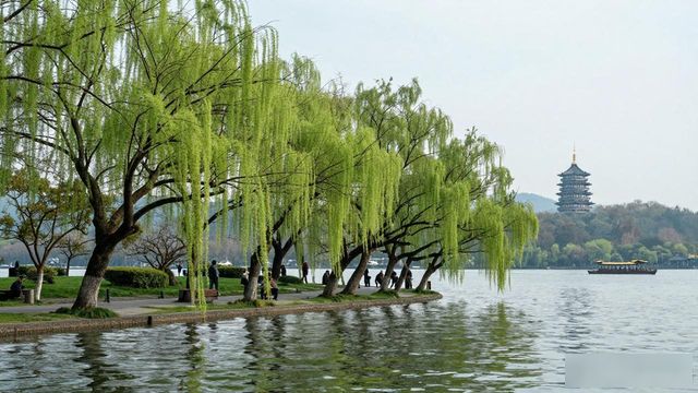 West Lake willows_West Lake willows_West Lake willows