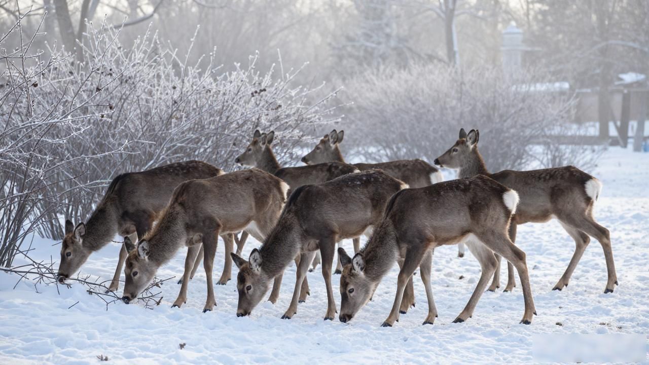 Harbin winter wildlife view_Harbin winter wildlife view_Harbin winter wildlife view