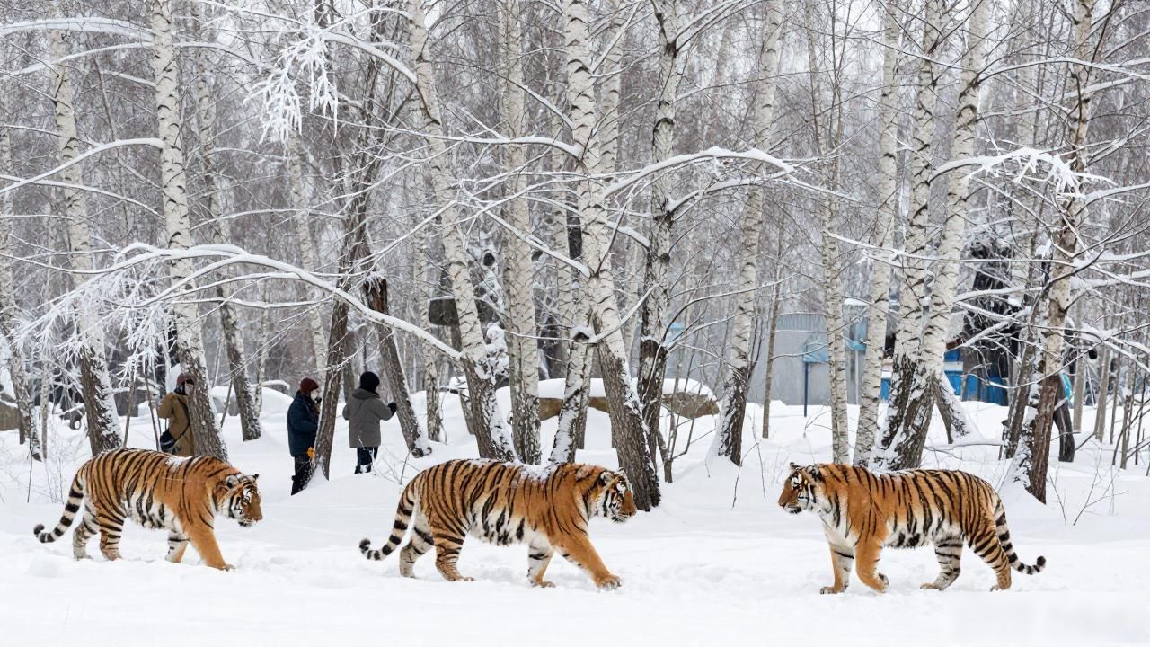 Harbin winter wildlife view_wildlife可数吗_Harbin winter wildlife view